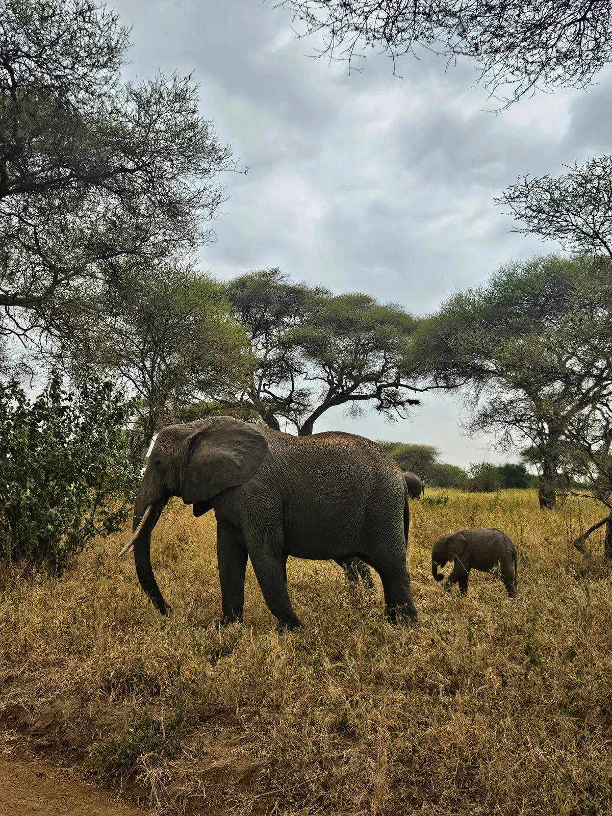 Private Wildlife Safaris in Serengeti, Ngorongoro & Tarangire