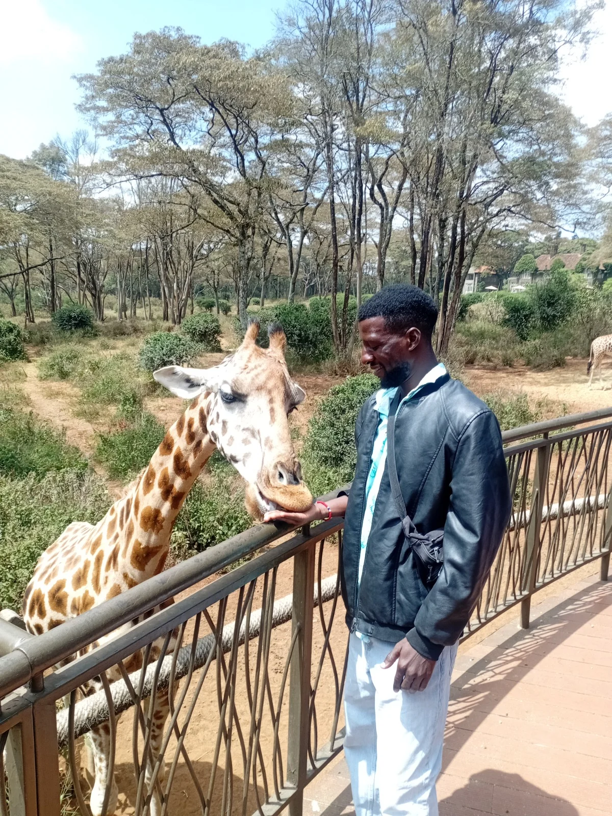 Vanny feeding a giraffe